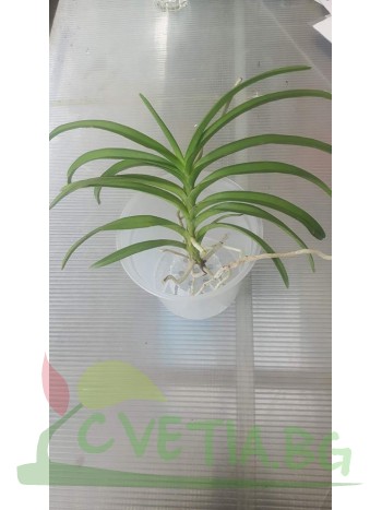 Ванда (vanda tessellata) Ванда (vanda tessellata)